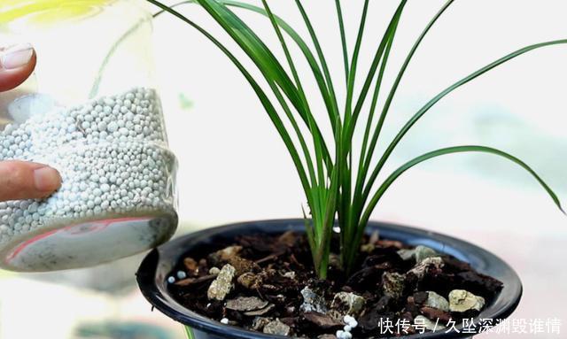 兰花一年只用2种肥,选对时机用,蹭蹭冒新芽,呼呼长花苞