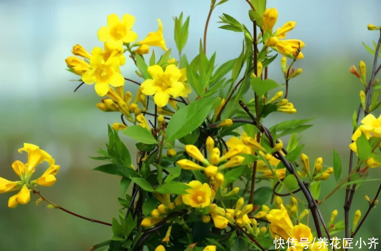 如果有个小院子，4种植物养几棵，可以做成花墙，开花香飘满园