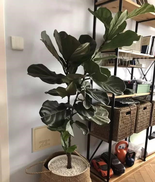 有机肥|花土硬得像石头,烂根又黄叶,灌点它很快变松软,不用换土!