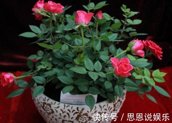 肥料|家居养花养花达人的自制有机肥料的方法,不用买花肥了!