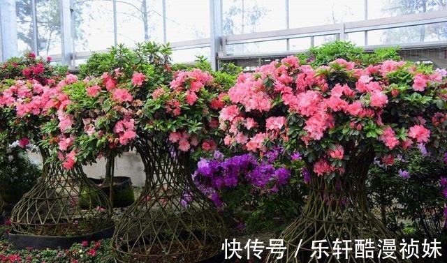 8种“洋气花”，天冷别喷水，不然黄叶、掉花苞，越养越难看