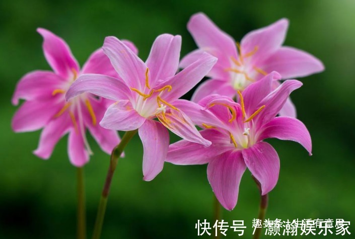 此花,人称“不死花”,耐寒耐高温!教你几招,3年开花,花开3年