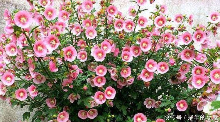 二月初六,家里阳台养上4种花,花色繁多易爆盆,娇艳欲滴