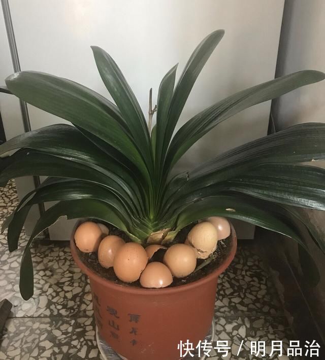 花卉|养花想用“鸡蛋壳”学会2个小技巧,肥效足、不生虫子