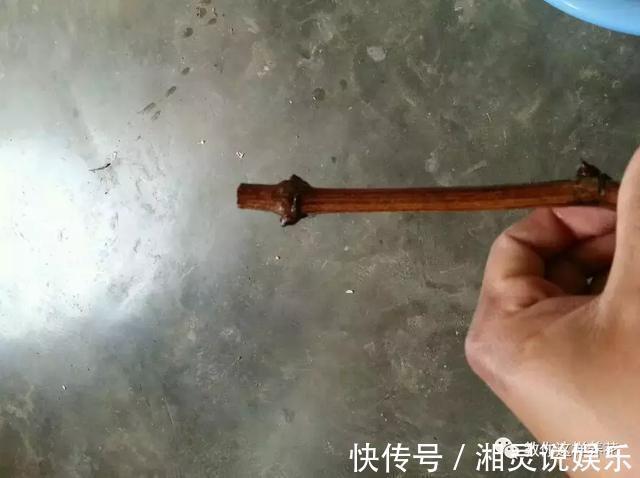 种阳台葡萄|葡萄树掌握2个小窍门，轻松繁殖10盆，种阳台葡萄吃不完！