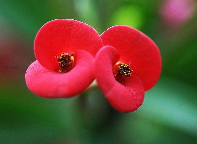 虎刺梅开花难、花儿小用对它，花朵咕噜噜冒，花香满屋飘