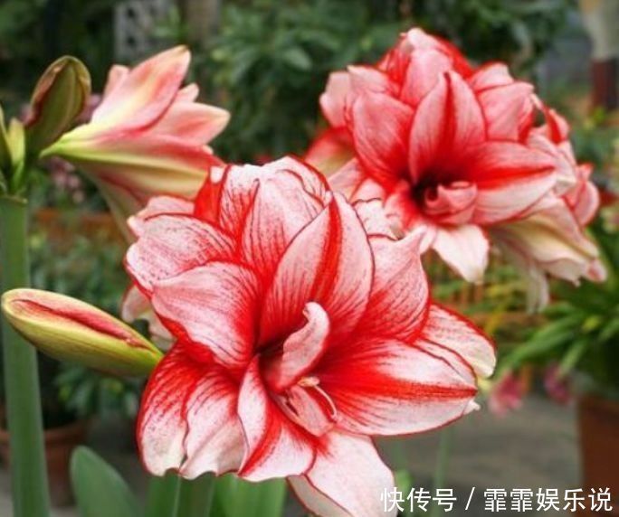 夏天养花,不妨养这5款花,花大色艳真漂亮,谁养谁上瘾