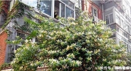 若是有个院子,定要养上此4种花,养成花海,一进院就迷住