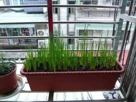 4步教你盆栽小葱,又粗又“肥硕”,不用再去菜市场买啦