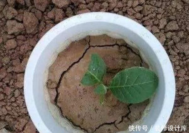 养花盆土易板结,学会3个方法,土壤疏松透气又营养,花卉长得旺