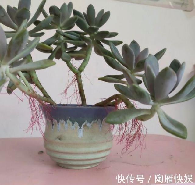 根系|养花别光注意水、肥、光了,多小心2点,选对花盆事半功倍