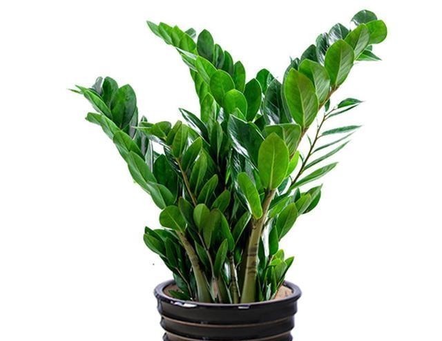 开花|盆栽花卉长得慢不开花,师傅教我两个方法,既科学又实用