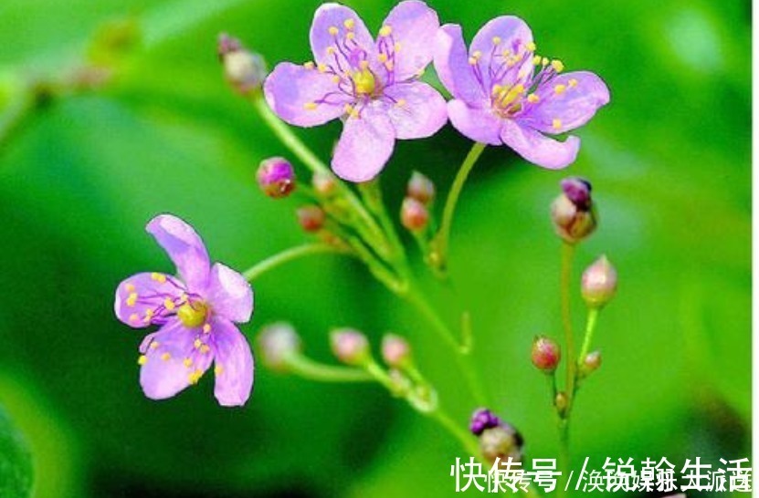 农村|农村遍地都是“土人参”，不仅招财，还是高档的补品，却经常被踩