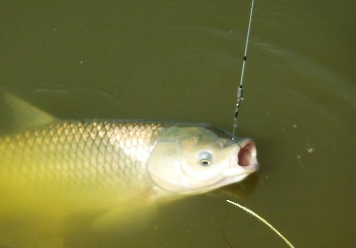 钓组的主线和子线，搭配起来并不难，参照这几条，保证不切线