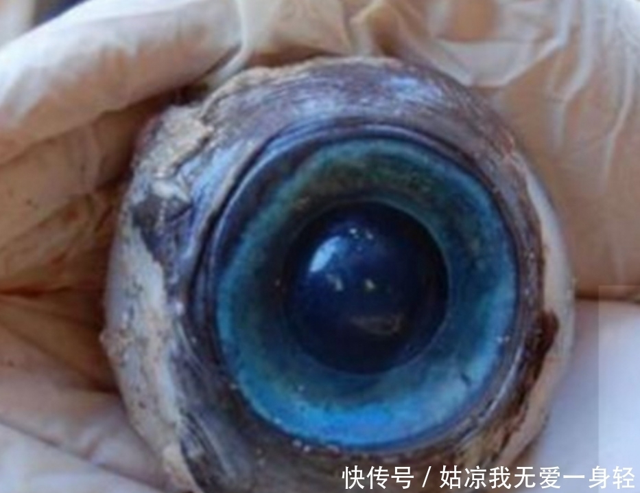 大爷|大爷捡到一块奇异的石头,表面蓝色,还会泛光