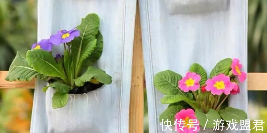 适合秋冬养殖的3种草花,好活,容易打理,花期漫长、开花美
