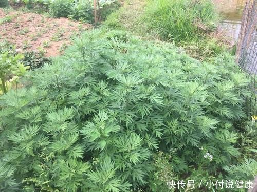 营养|2种常见的野草，嫩叶是菜，根是汤，好吃又营养，药食两用效果好