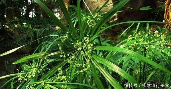 3种网红绿植，经常在河边遇见，种在家里好养又招财！