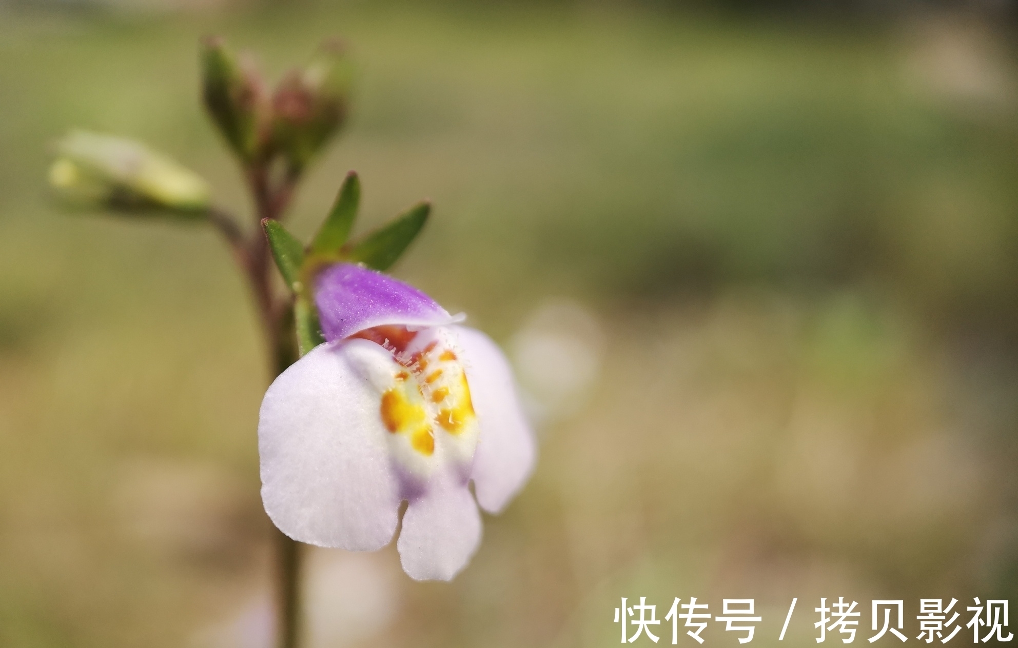 星座|11月底,水逆退散,福缘自来,爱情上佳,事业稳定的4个星座