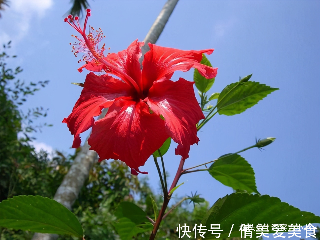 分化|被名字耽误的“三种花”,名字虽土颜值高,关键是高温夏季也勤花