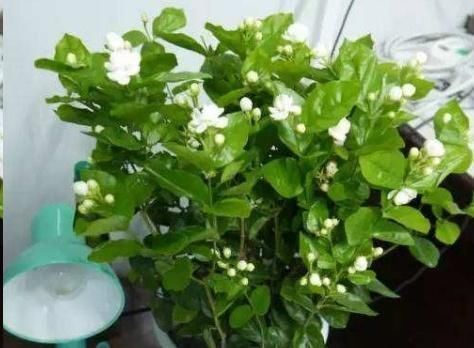 蓝妖|这10种花超级怕冷,再不搬进屋,小心只剩下盆了