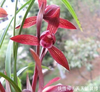 盆栽|冬天养花选它,好养又好看,花香迷人,是阳台盆栽佳品!