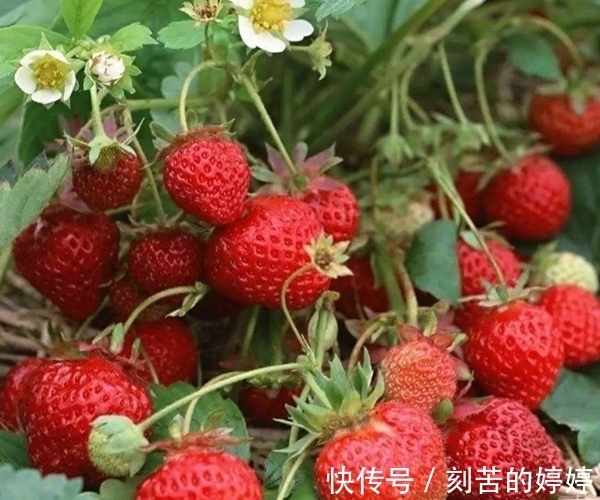 孩子|几种常见的水果,孩子再馋父母也别给他吃 ,会影响生长发育!