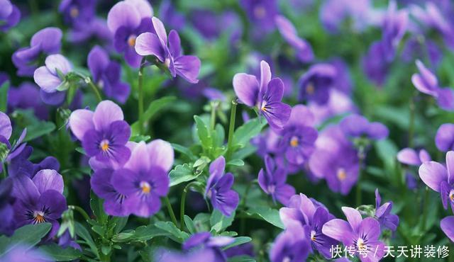 这几种花超耐阴，夏天放在阴凉地，遮阴养出满盆花