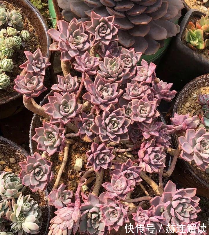 艾伦|姐姐养了9年的多肉,没有买肥就用它,个个长成精!