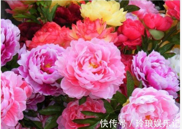 4种花好养易活,旺财又养人,开花喜庆又好养,满屋飘香!