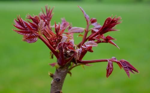 清明前后这菜正时令，女性常吃抗衰老，只有45天，错过要等一年