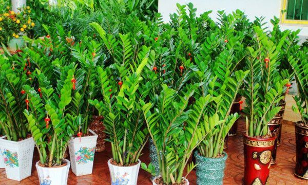 养花试试这几款,油绿色的观叶植物容易种植