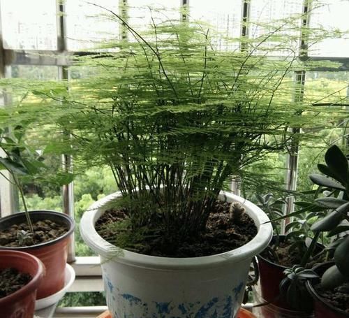  烂根的现象|冬天养4种花黄叶、烂根，马上做3步，新叶蹭蹭冒