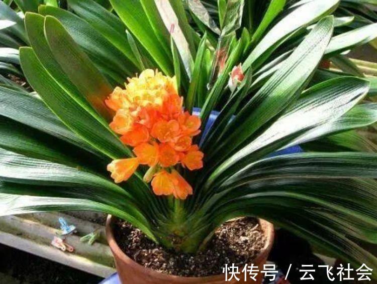 鹅掌柴|4种花适合养家里，好养漂亮，清新养眼，越来越多人在养
