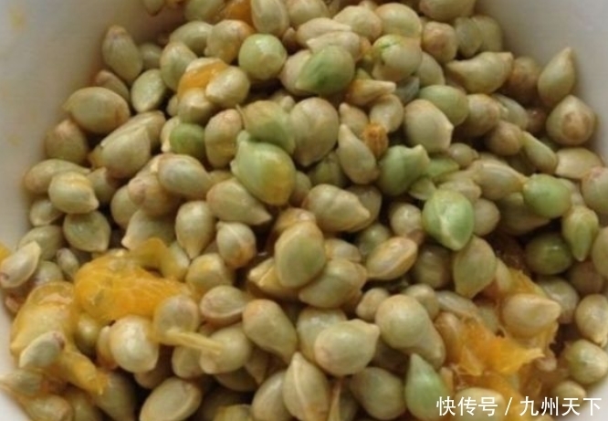 橘子|橘子籽可是个宝,别再丢掉了,有很多小用处,早知早受益!