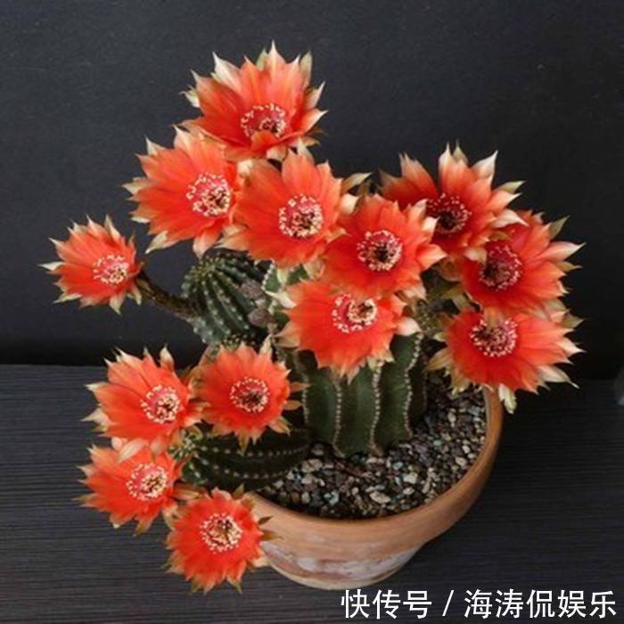 阳台上|60岁的他,退休只养仙人球,10个品种,开花比月季还漂亮