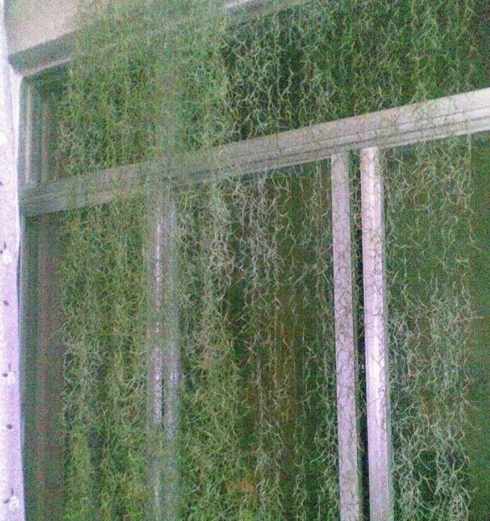 人养花,花也养人,4种花养家里,专吸甲醛、二手烟,快养起来吧