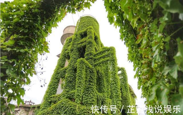 杀虫|家里有小院子,三种花草不要种,容易泛滥招蛇虫,很多人都害怕