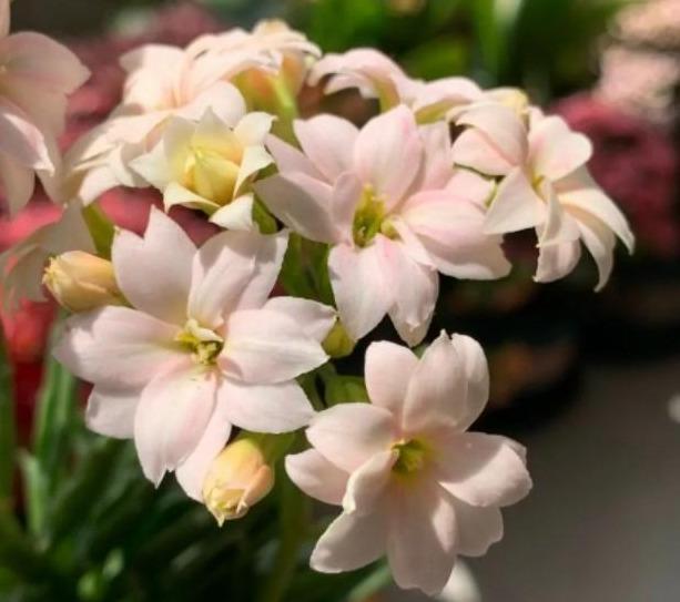 48个长寿花品种,一个比一个漂亮,文末附长寿花的养护简介