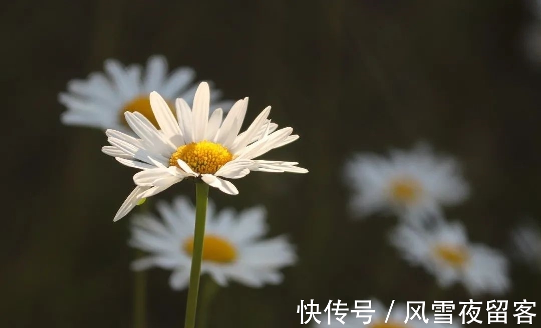 春天里#诗词丨诗词中的春天,总是美的令人心醉