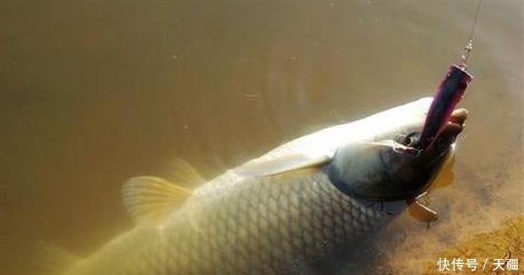 清明后钓草鱼3招必杀技,看完轻松爆护!