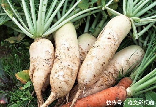 膳食纤维|女生晚上不吃饭,4种主食使劲儿吃,排出隔夜宿便