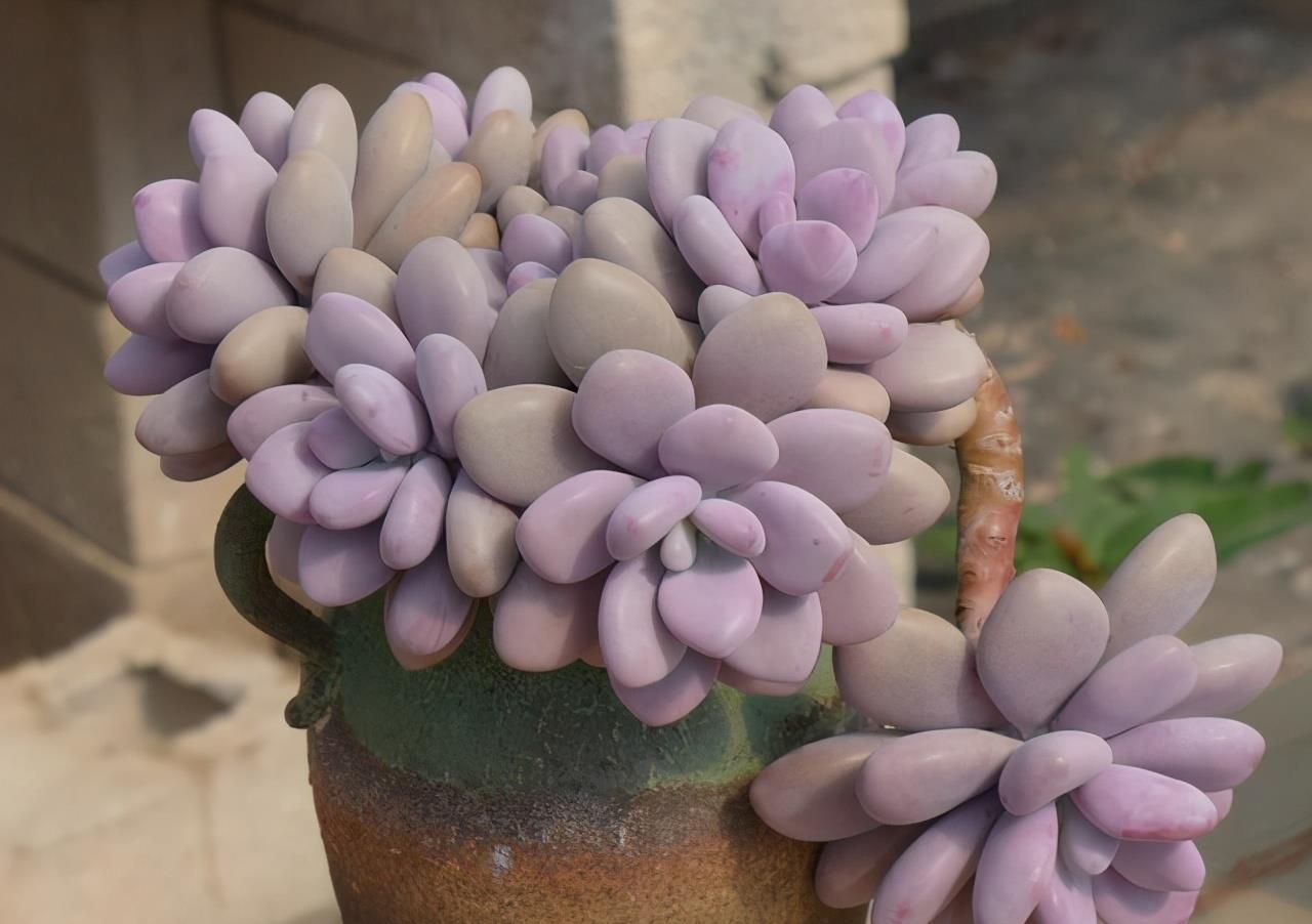 浇水|夏天养多肉,防晒并不是最重要的,做好这4件事就能少收空盆