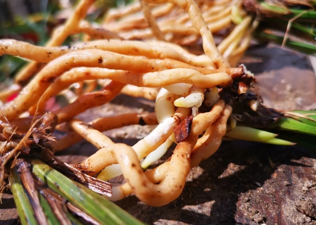 蕙兰|春兰、蕙兰这样种植，4年不翻盆，也从没发现烂根