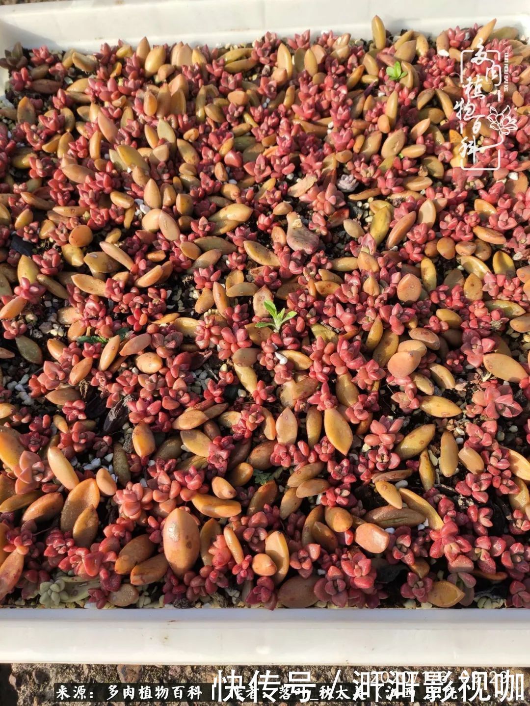 长势|为提升免疫力而养多肉植物,养肉后,体弱的我身体越来越好!