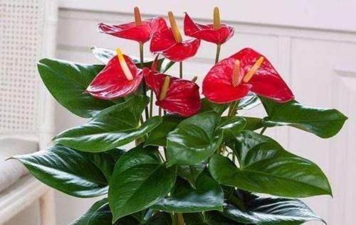 适应能力|5种花美的出奇,有阳光就爆盆,给点水就疯长,太好养