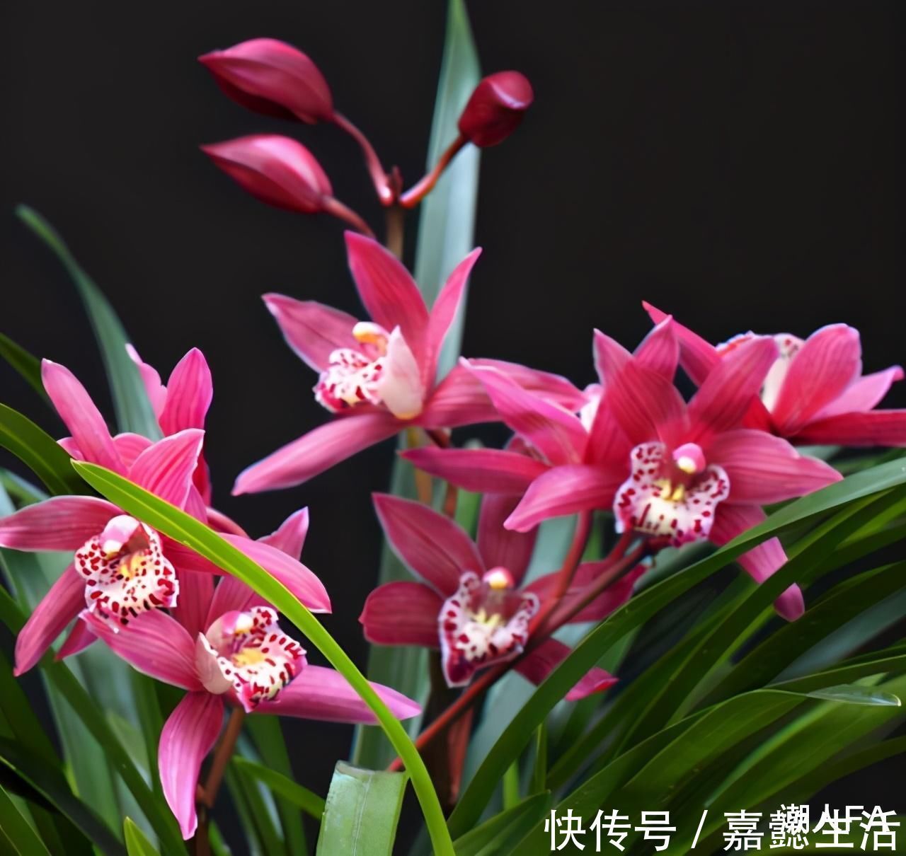 花友|别养一季花了，此兰一年能开好几次，兰香浓郁，点亮你的阳台