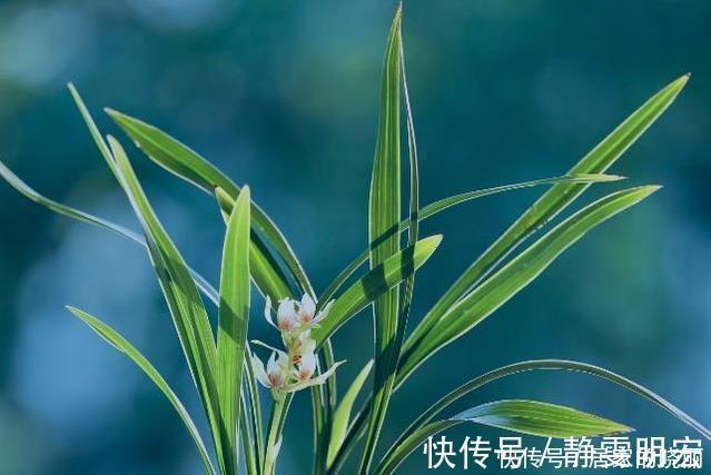 线艺|兰花市场的水很深，那怎么才能分辨出一株兰花的好坏？