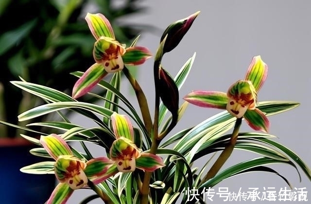 帝王妃兰花|此兰花是三大“妖精”之首,花色罕见,香味怡人,爱兰之人首选