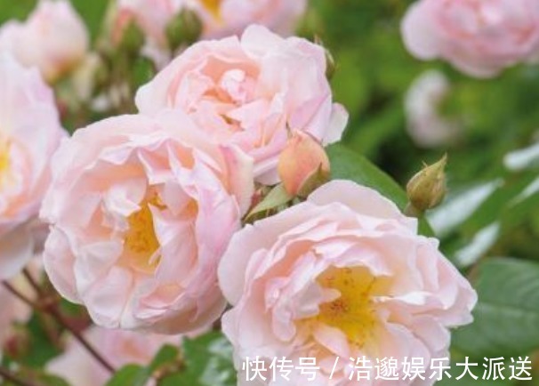 莱克夫人|新手养花,不如养盆花中精品“莱克夫人”,小家碧玉,清新之美